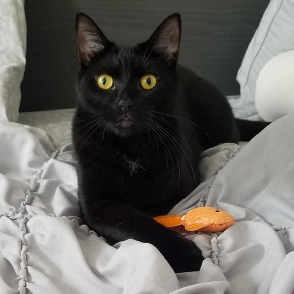 Meet your Posher, Natalie - Picture 1 of 1